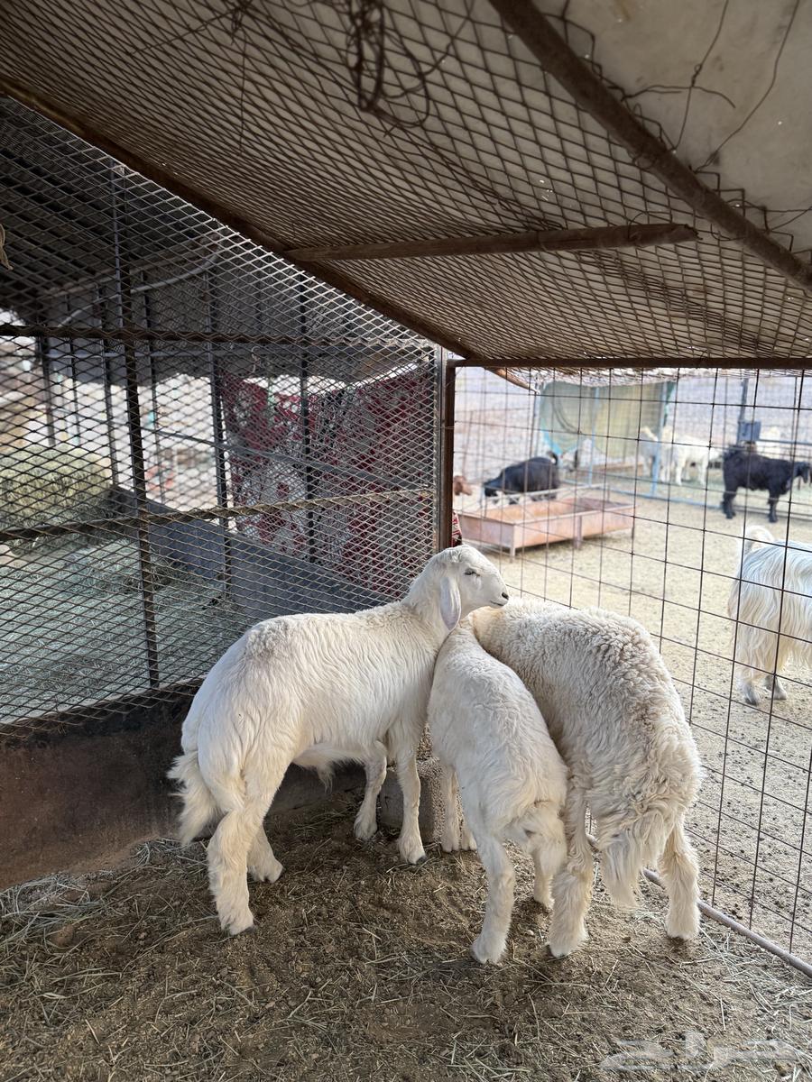 طليان ناهيه فل الفل64559168582914111