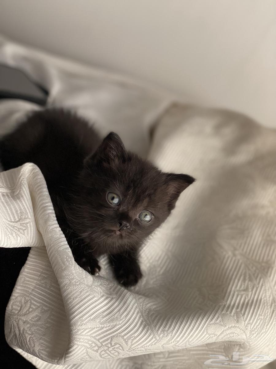 Scotch for sale64552177634946113