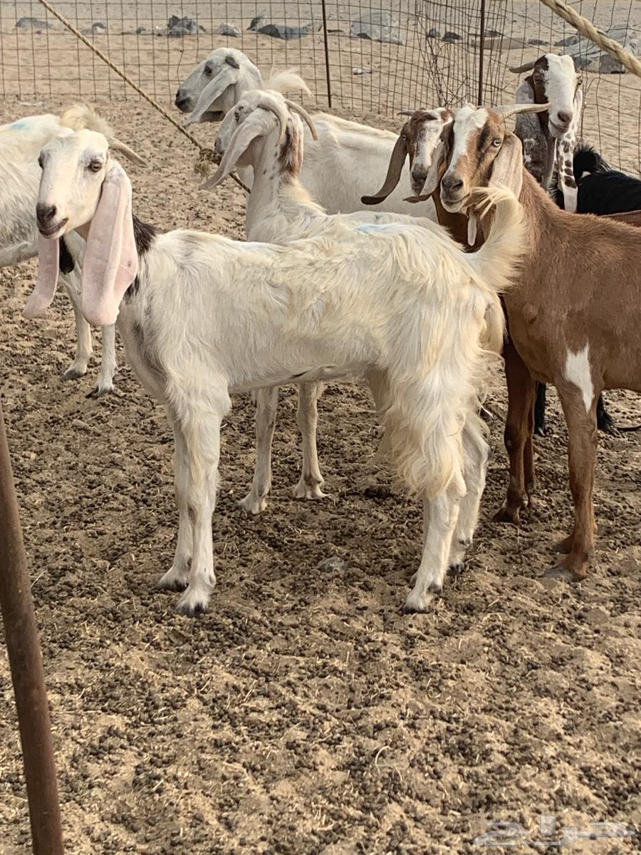 للبيع غنم حريات معزا مصريات( تم البيع64554662597505112