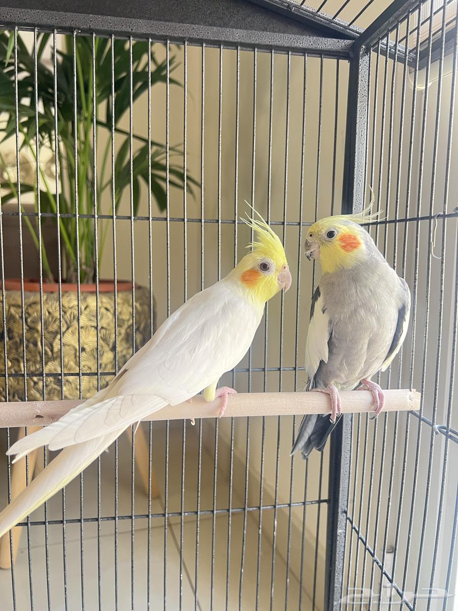 طيور كوكتيل كروان64555376167297111