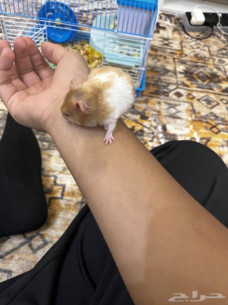 Syrian Hamsters64562290892034113