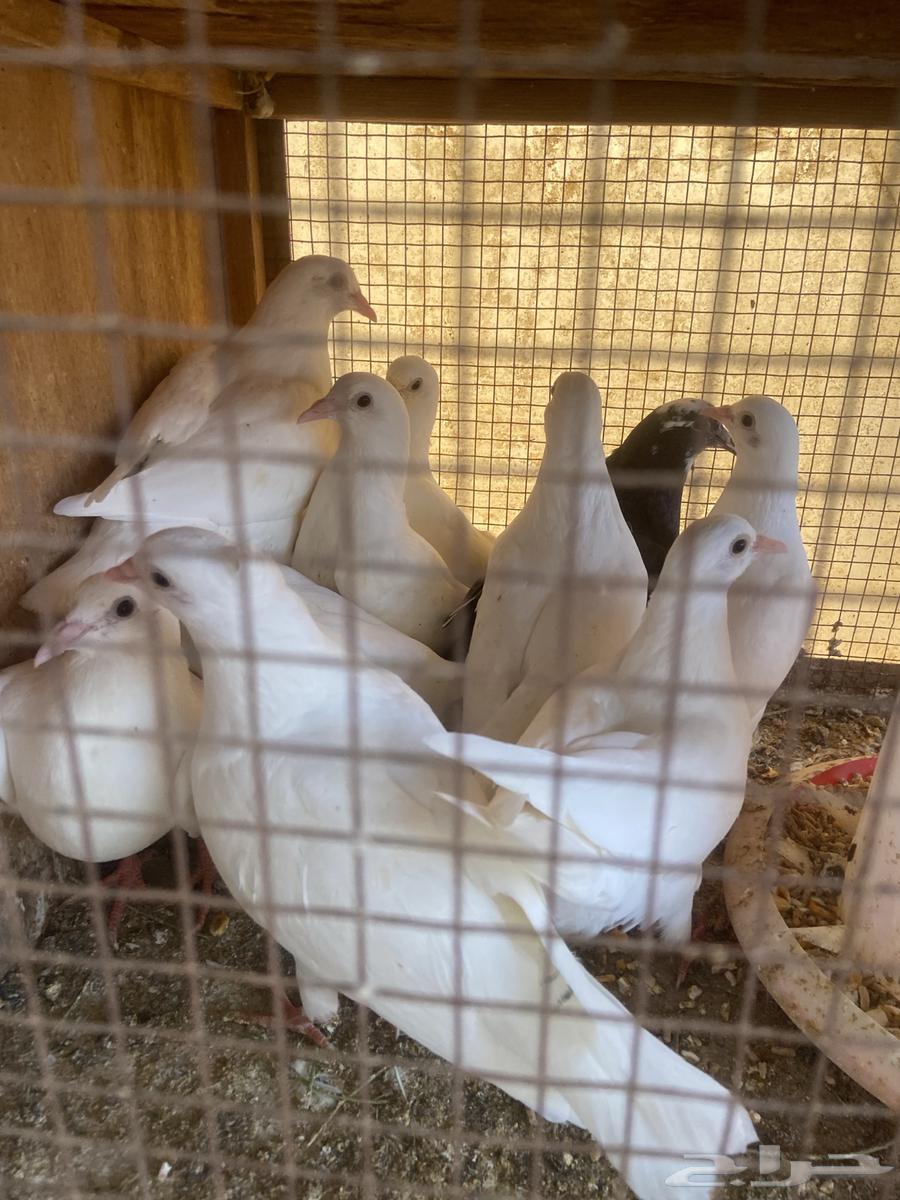 Pigeon or Dove64555138193027111