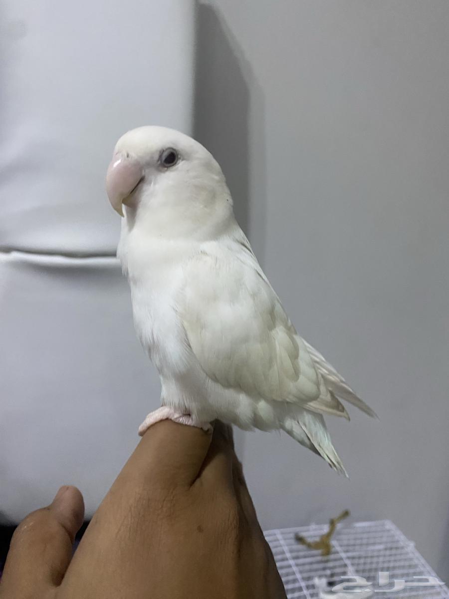 For sale Albino Rosy Bird, tamed, bites if annoyed or disturbed64557057936515111