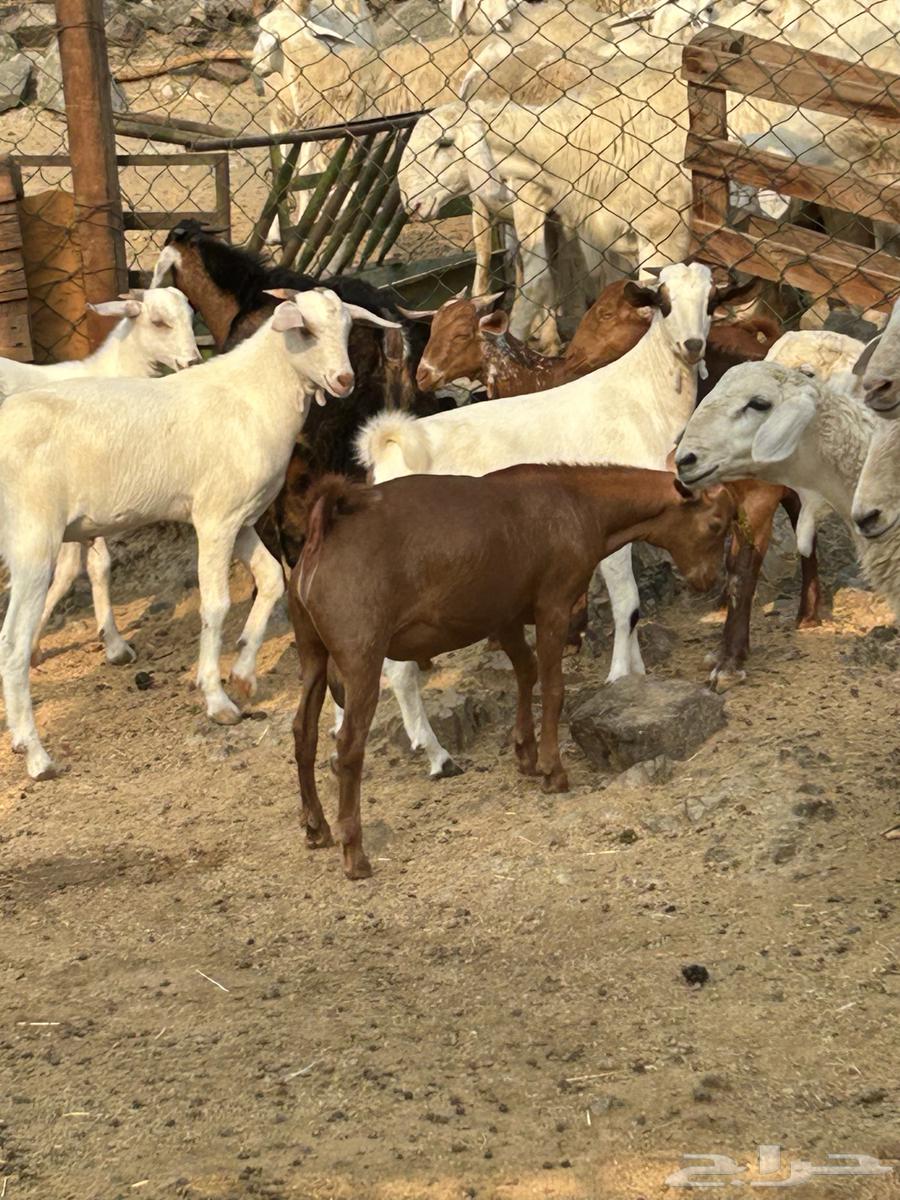 طليان ورخال حرية وتيوس وجفار محايلية64557920665091110