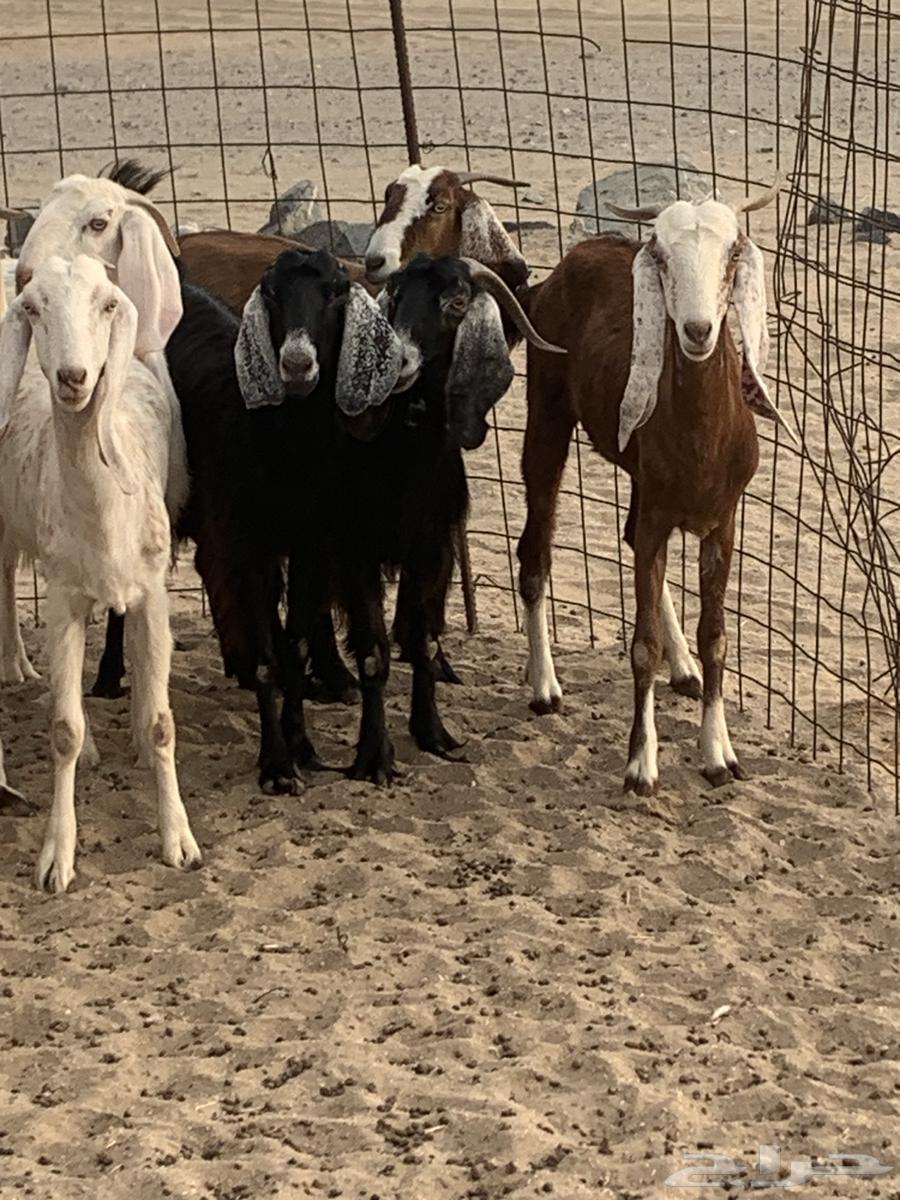 للبيع غنم حريات معزا مصريات( تم البيع64554662597505114