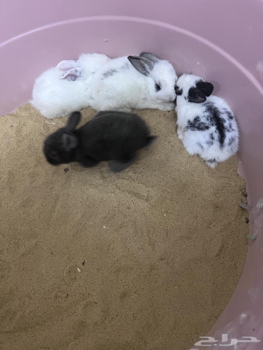 أرانب للبيع64561897617795111
