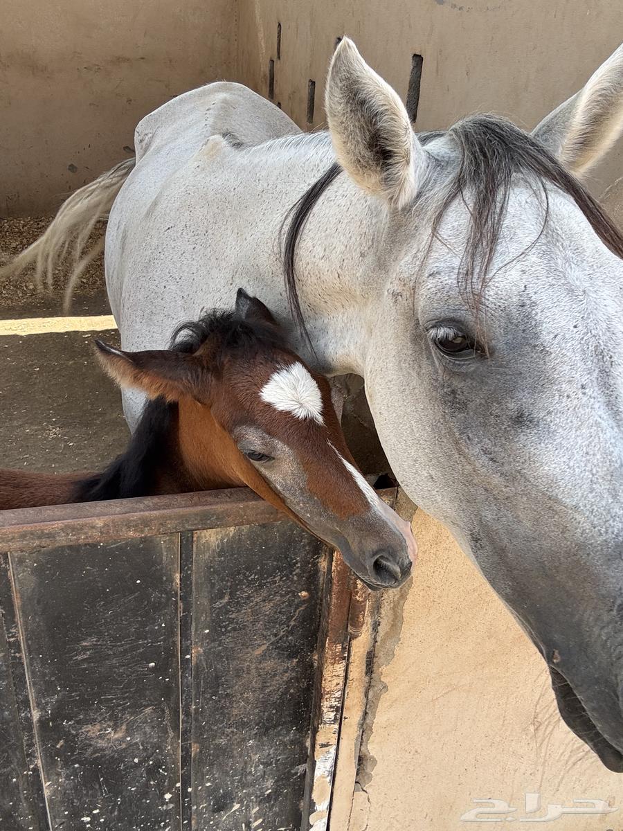 تاجير خيول ( رحلات خيول للبحر ) ابحر الشمالية64557250807683111