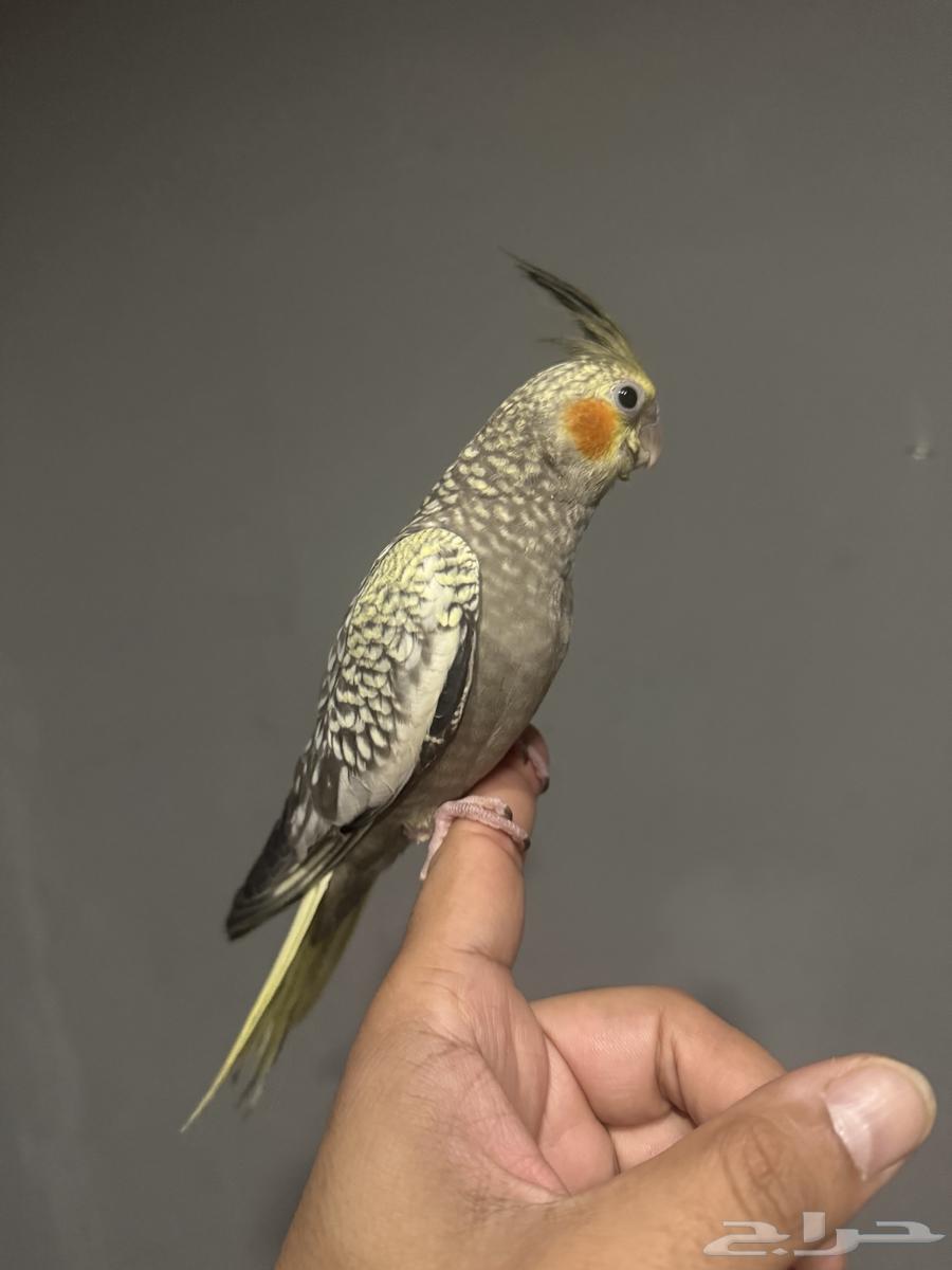 للبيع طيور كروان اليفات جدا ( تم البيع )64562179447041114