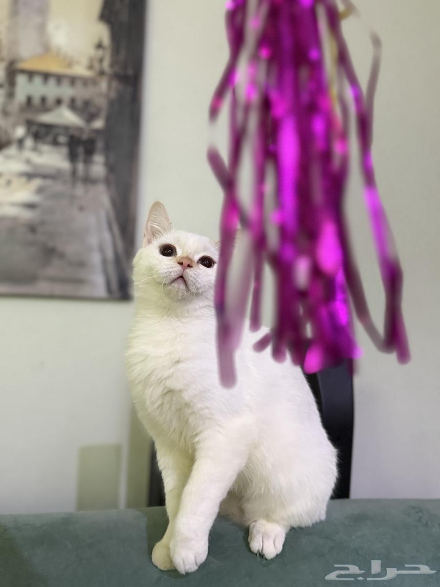 قط سكوتش ستريت أبيض ذكر العمر 7 شهور نشيط ويحب اللعب64561305707265113