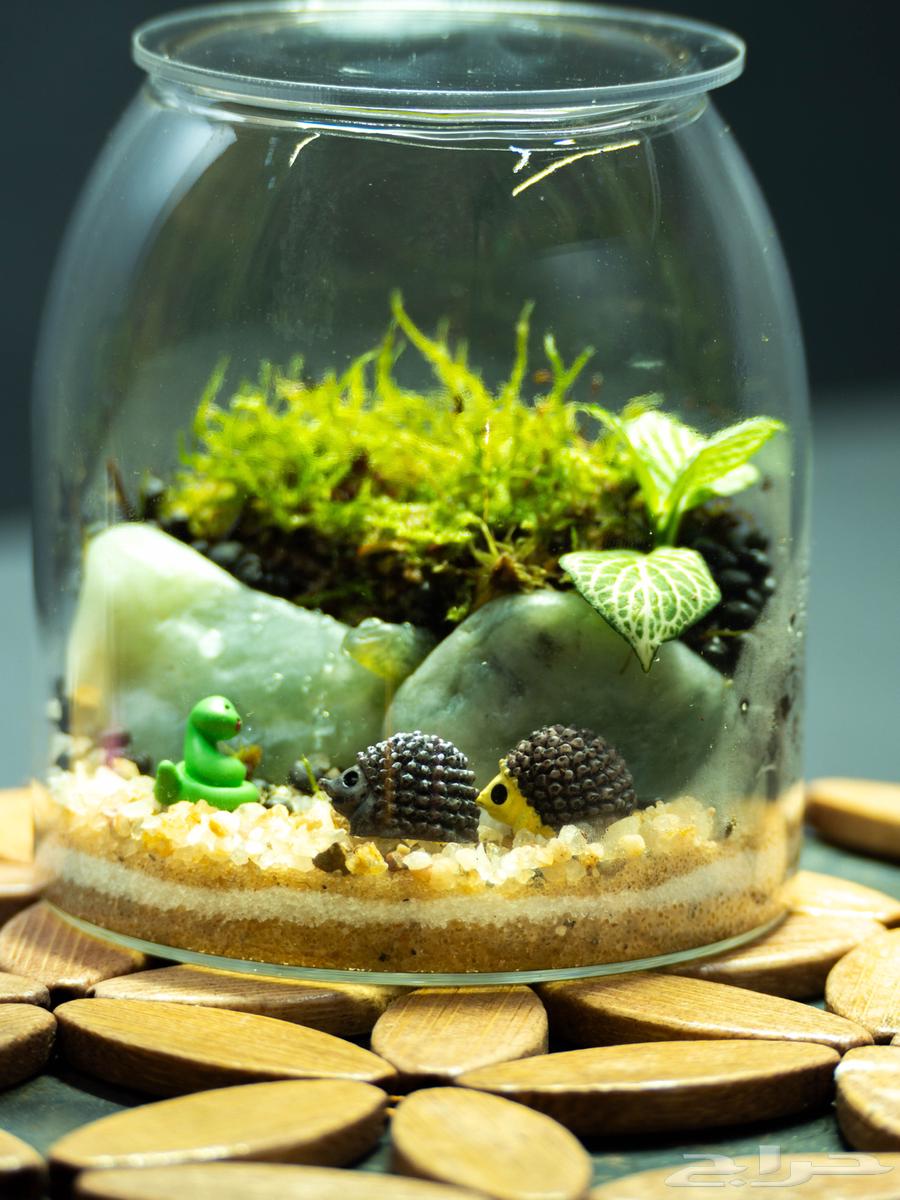 حوض تيراريوم طبيعي - زين مكتبك بلمسة طبيعية قصة داخل زجاجة64556154948738110