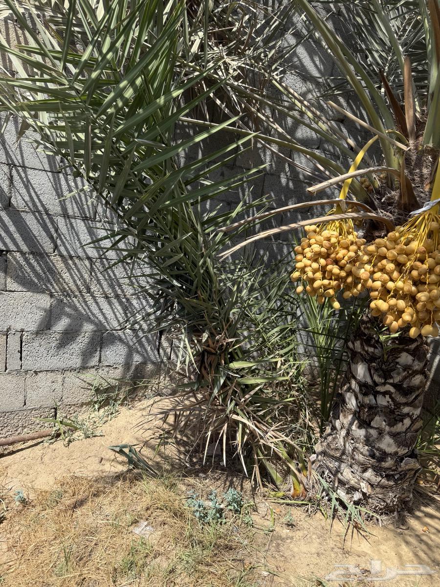 فسيل سكري وهلالي64556413349378111