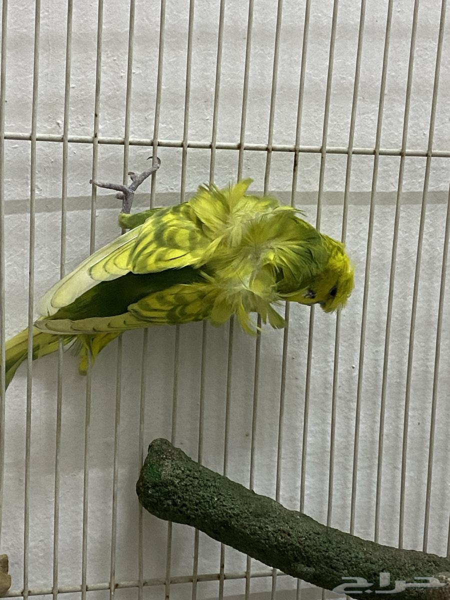 باجي هوقو64556706955778110