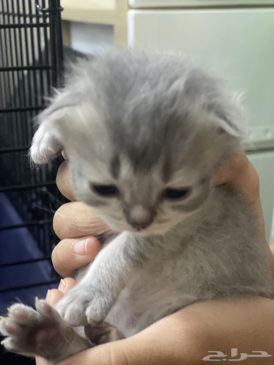 قطط للبيع ذكور وإناث64556240556674114