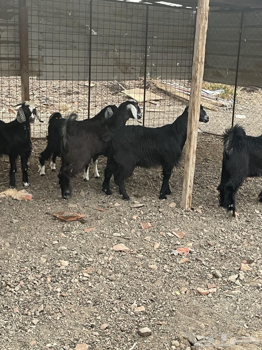 تيوس مخاصي طيبه ونظيفه ( انباعت الله يبارك له )64554900189187111