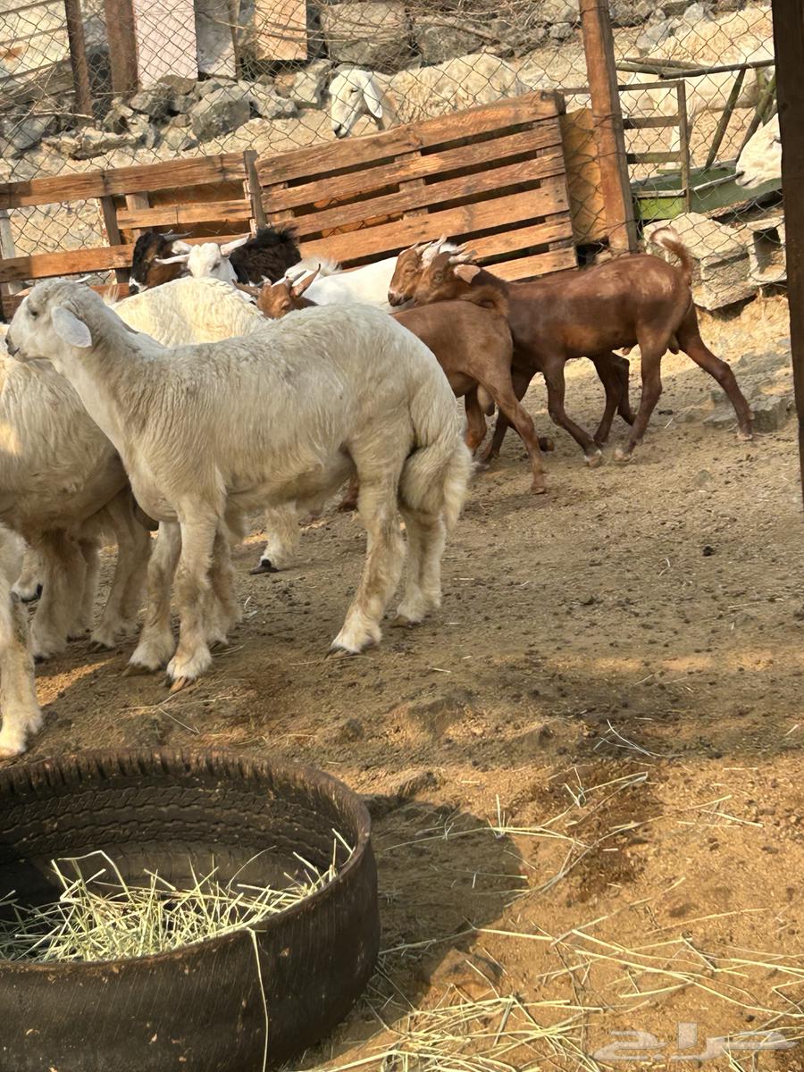 طليان ورخال حرية وتيوس وجفار محايلية64557920665091112