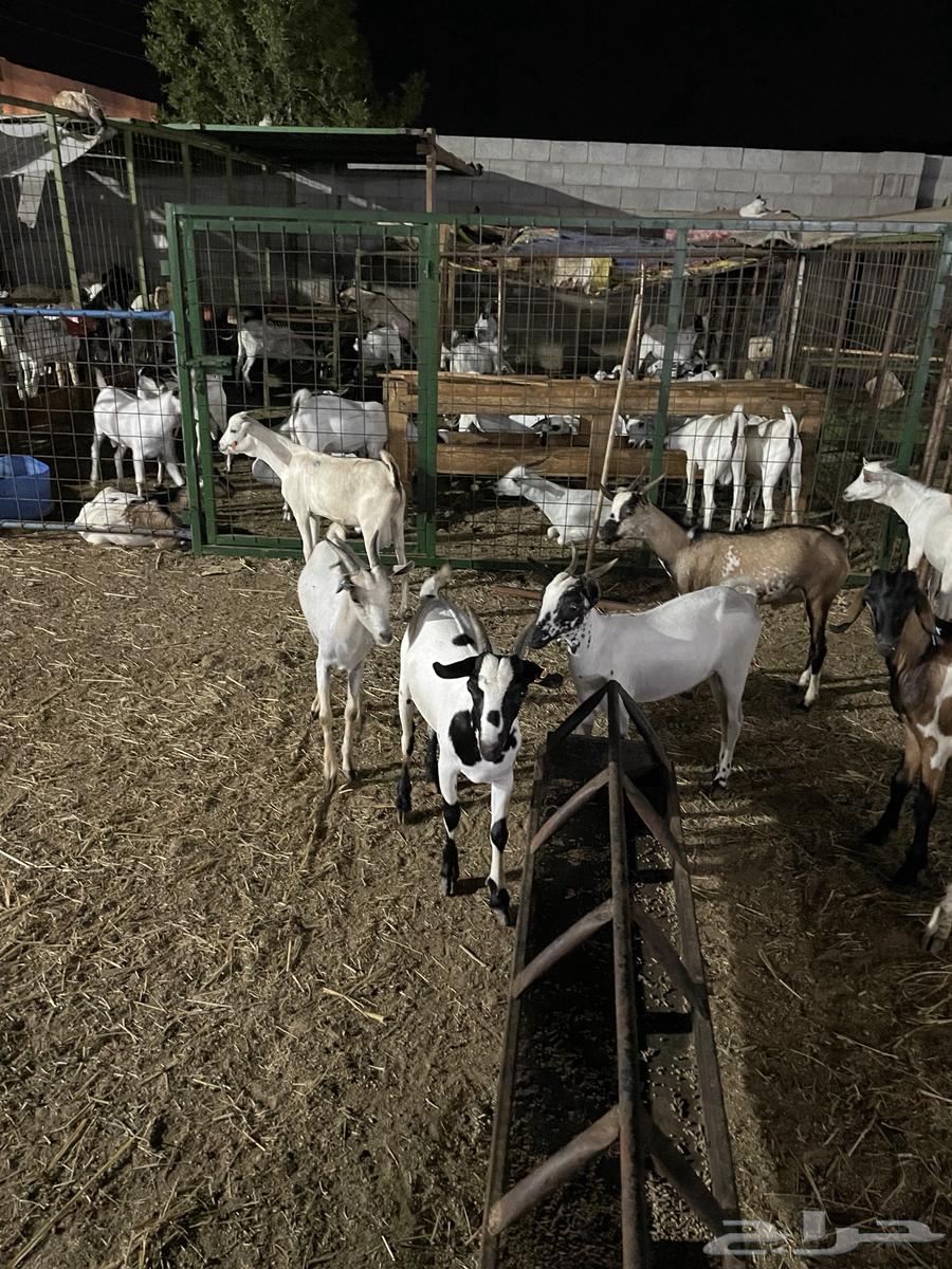 تيوس شبيه البيشي سمان64560642408449111