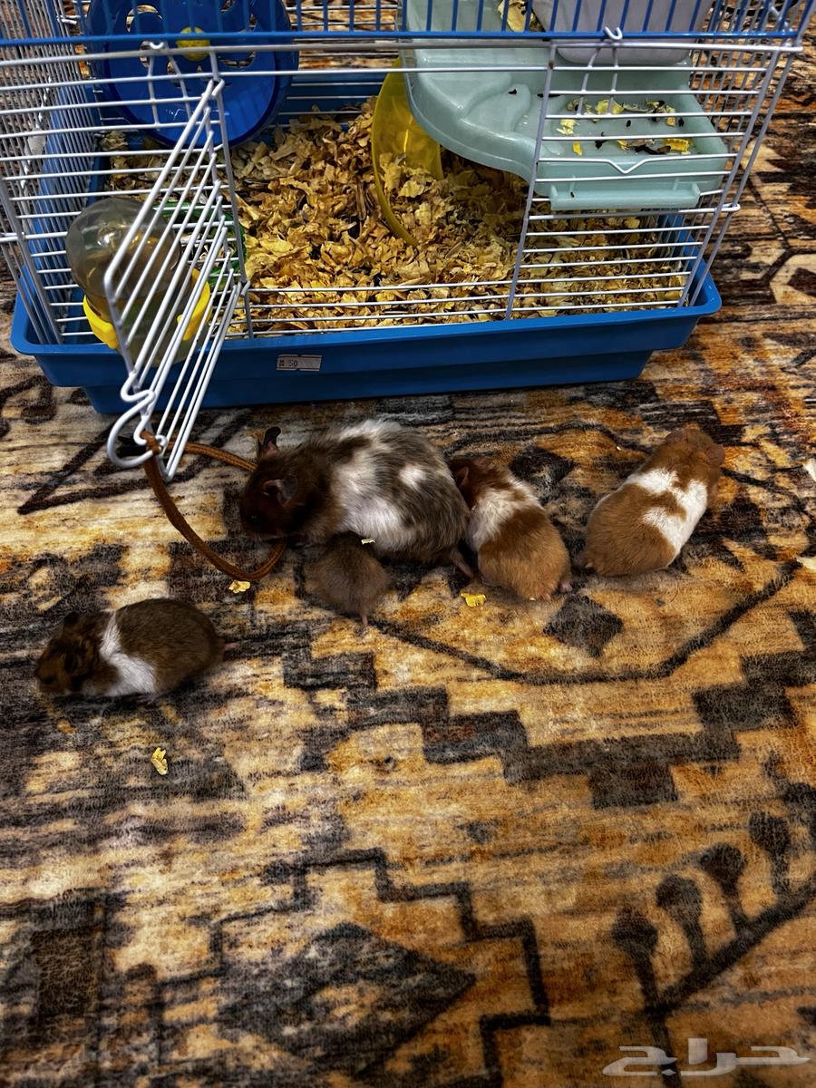Syrian Hamsters64562290892034114