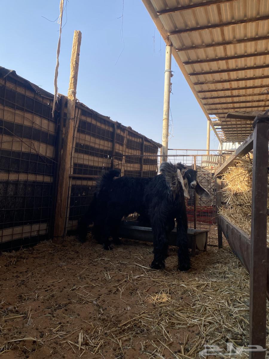 تيوس جذعان للبيع64559323584897111