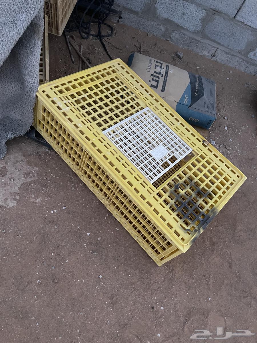 شبوك لنقل الطيور64558503032065110