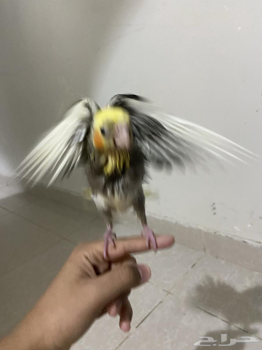 A beautiful semi-weaned crow chick, health be praised, God bless, with all necessities64555871022209112