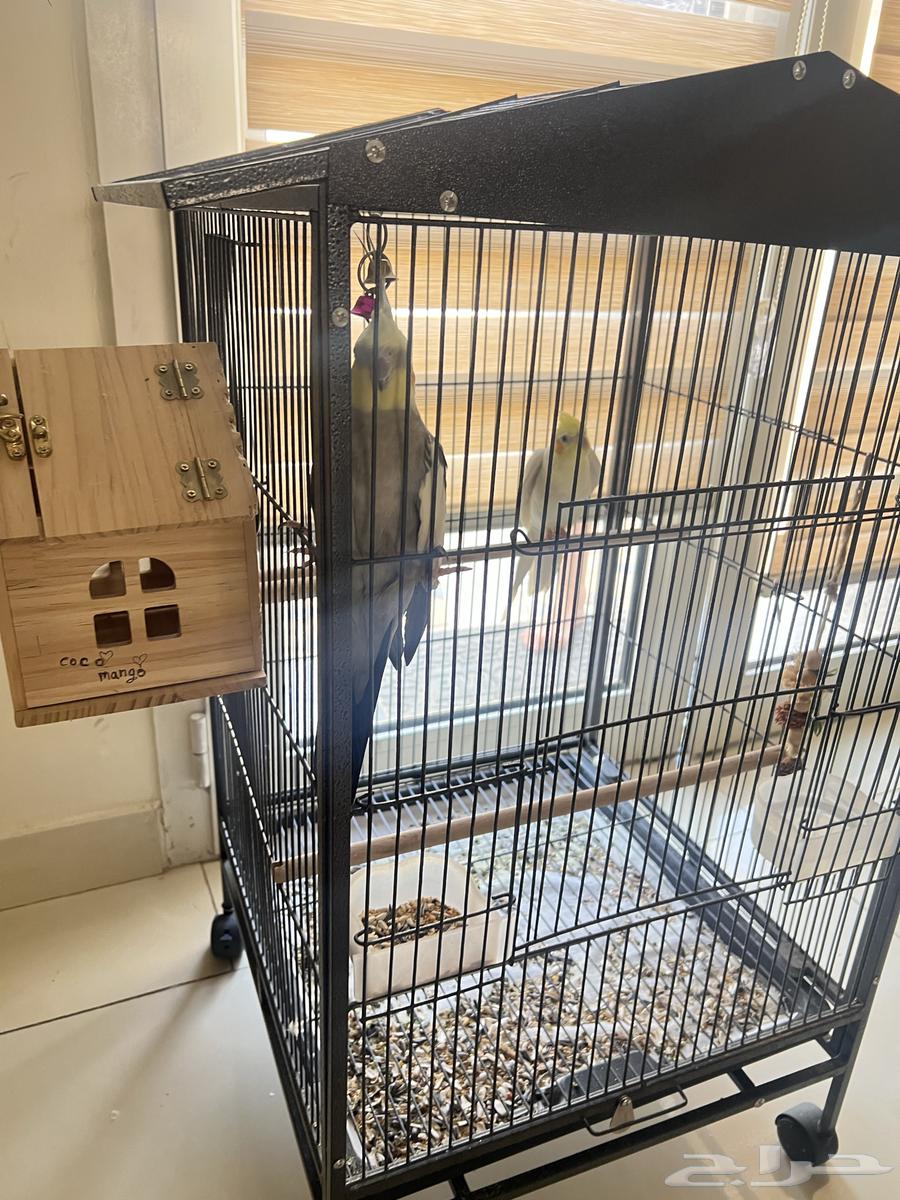 طيور كوكتيل كروان64555376167297110