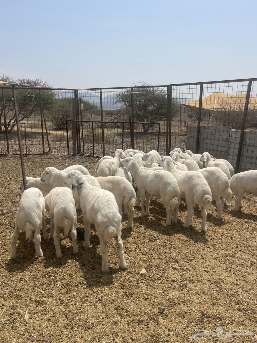 Talian (Sold)64556539606145110