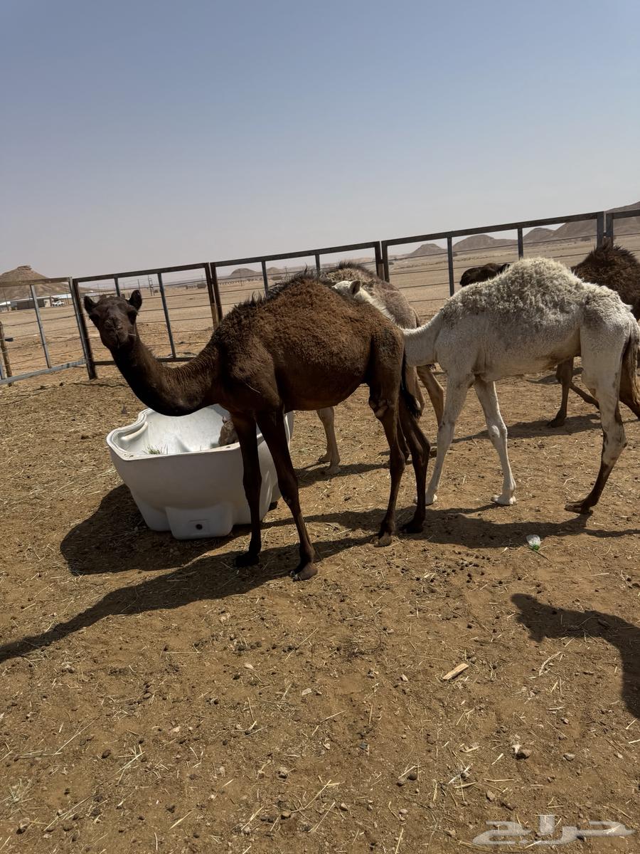 Stuff for sale, all sitting64562361808257113