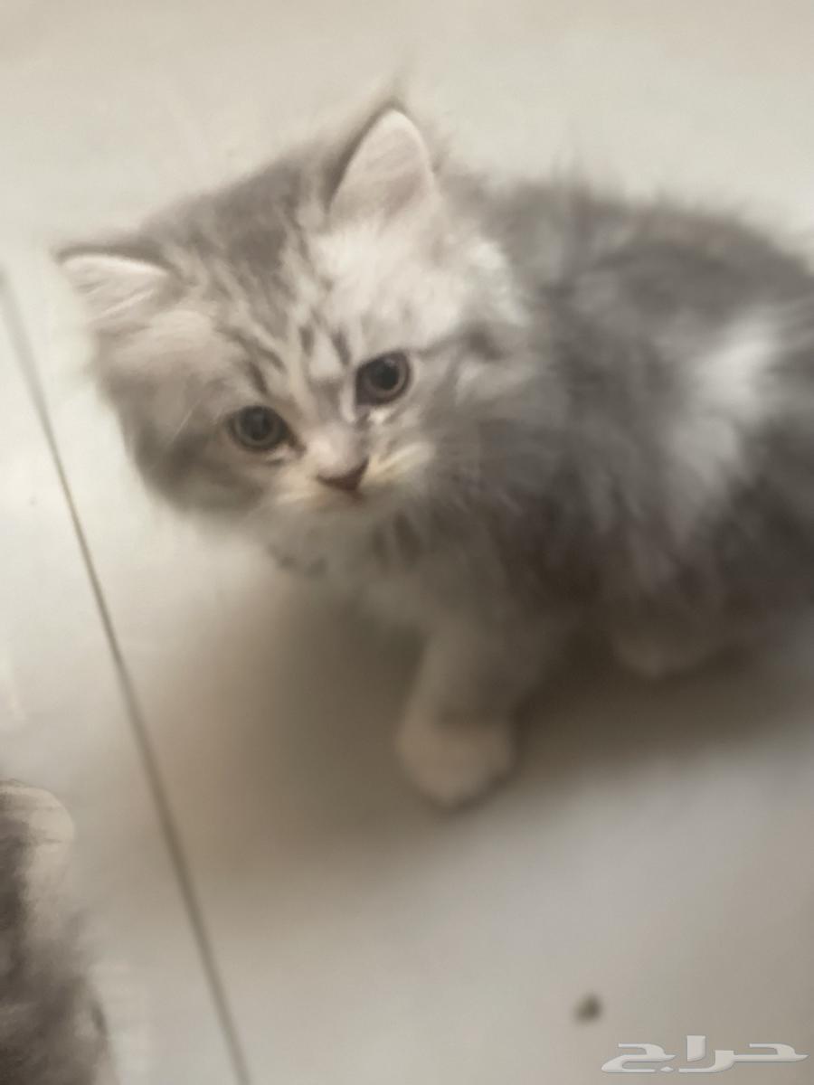 قطط للبيع ذكور وإناث64556240556674110