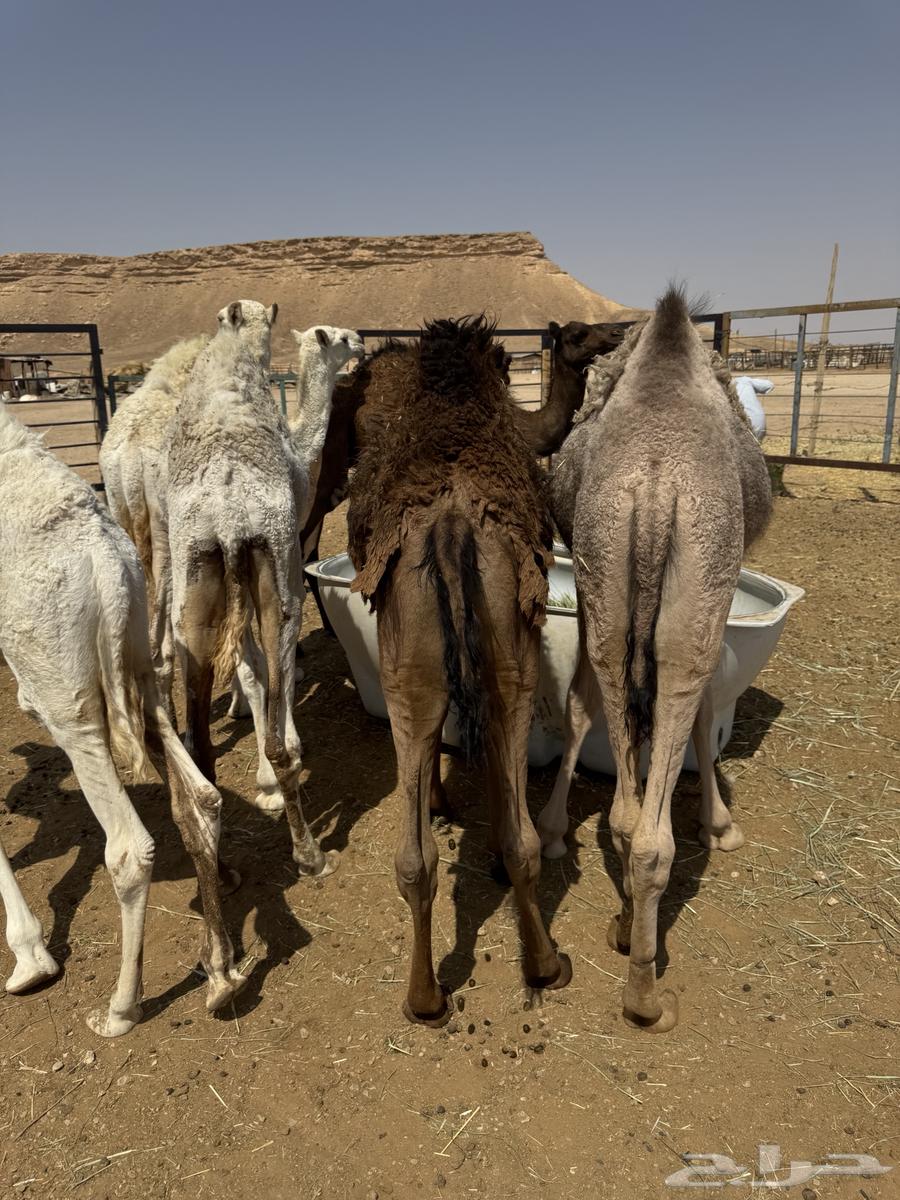 Stuff for sale, all sitting64562361808257111