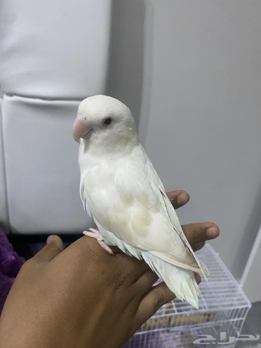 For sale Albino Rosy Bird, tamed, bites if annoyed or disturbed64557057936515112