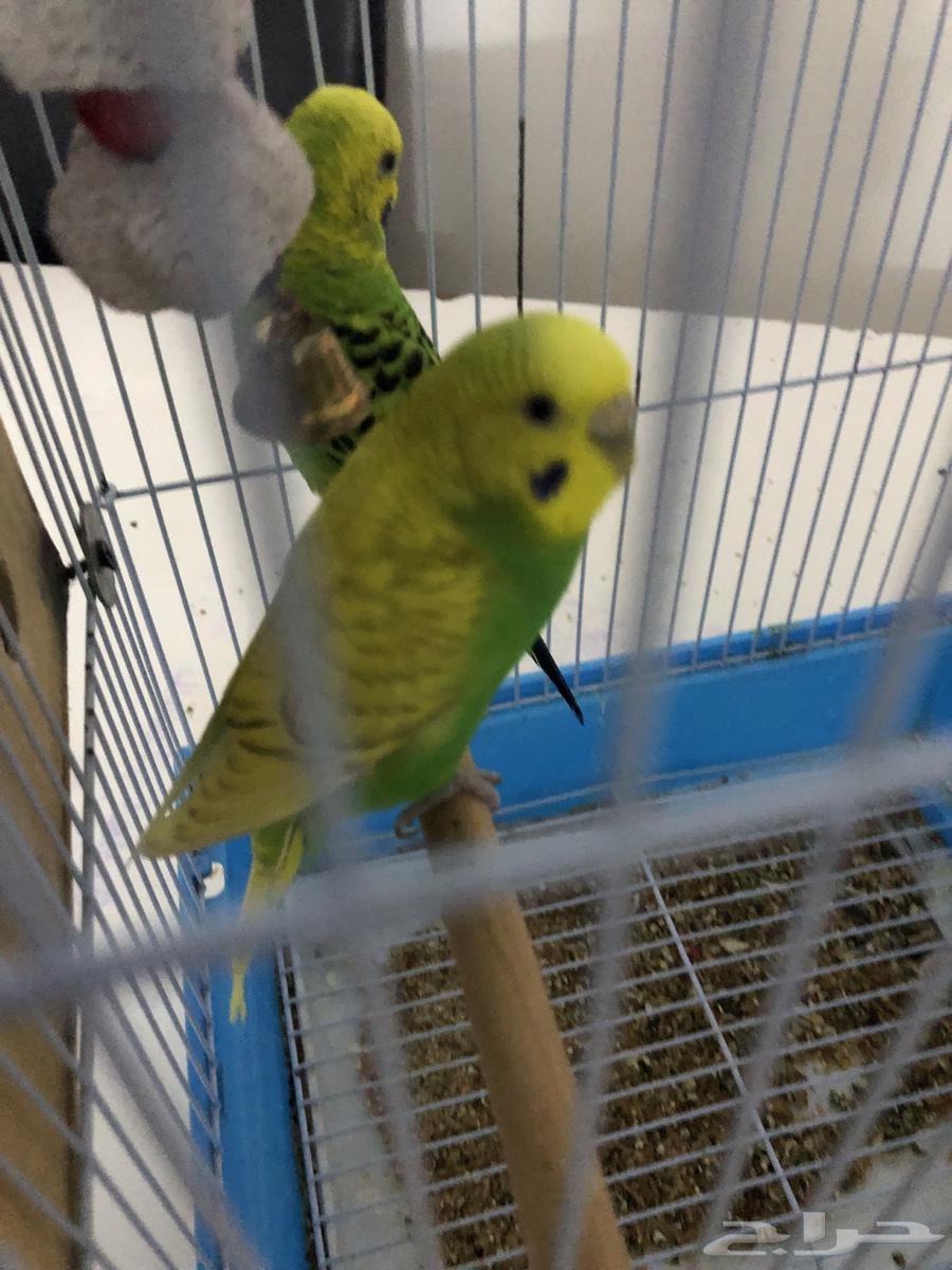 زوج بادجي64561502939778113