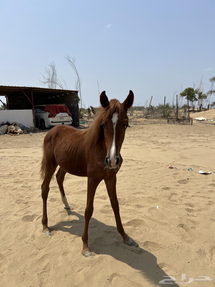 مهره شعبية عمرها 6 شهور تقريبا64542175823619113