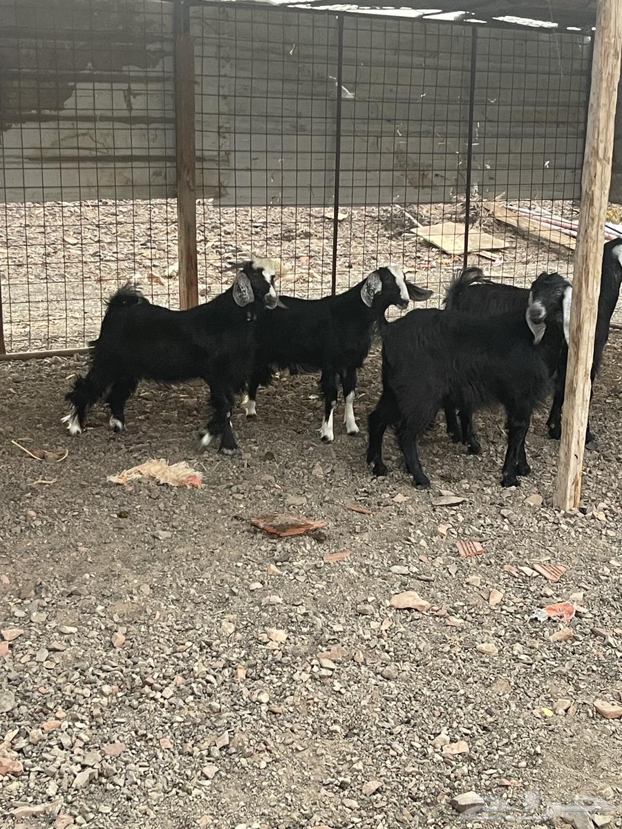 تيوس مخاصي طيبه ونظيفه ( انباعت الله يبارك له )64554900189187110