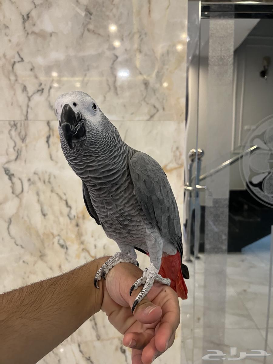 Talking and singing cage bird64558752793602114