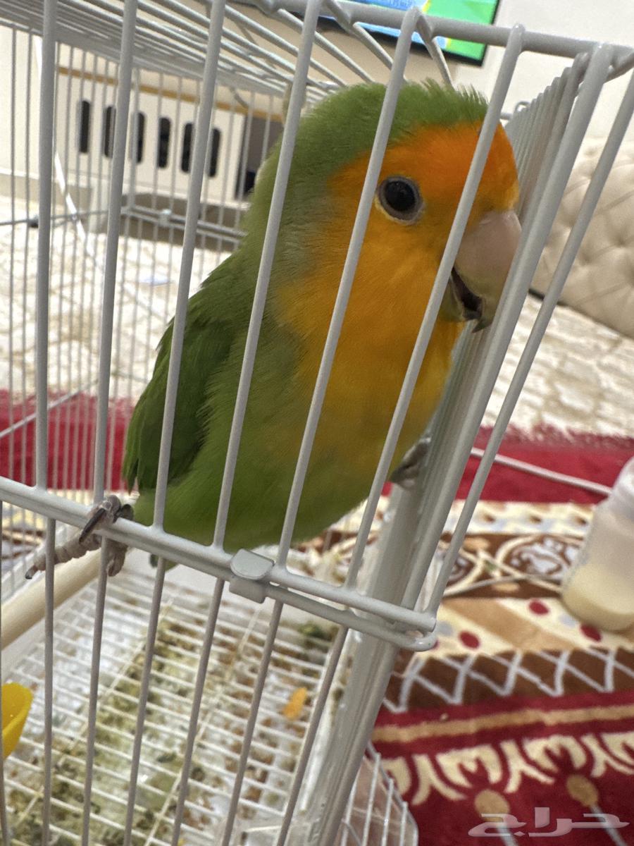 بغبغاء روز64553440138625112