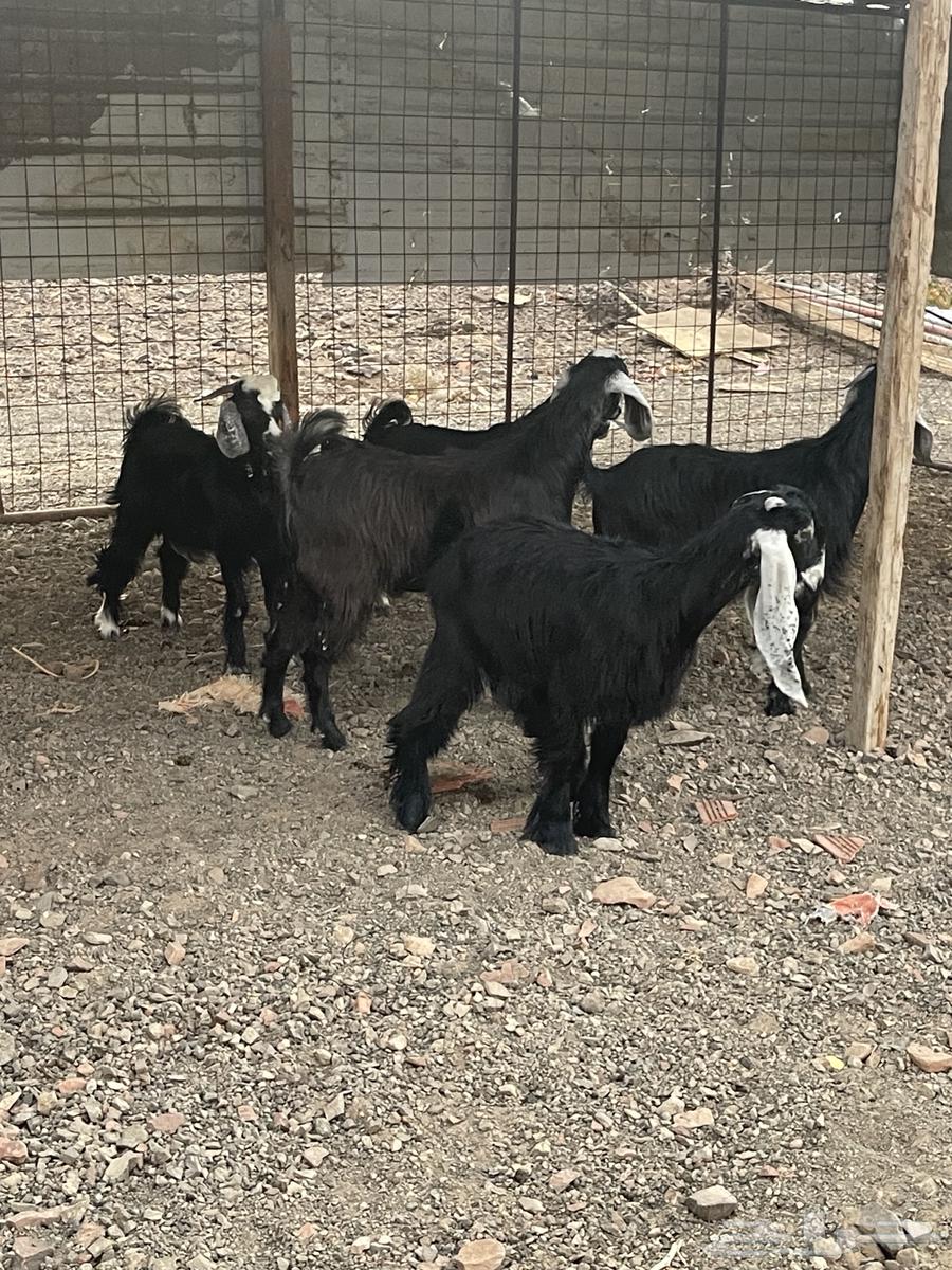 تيوس مخاصي طيبه ونظيفه ( انباعت الله يبارك له )64554900189187112