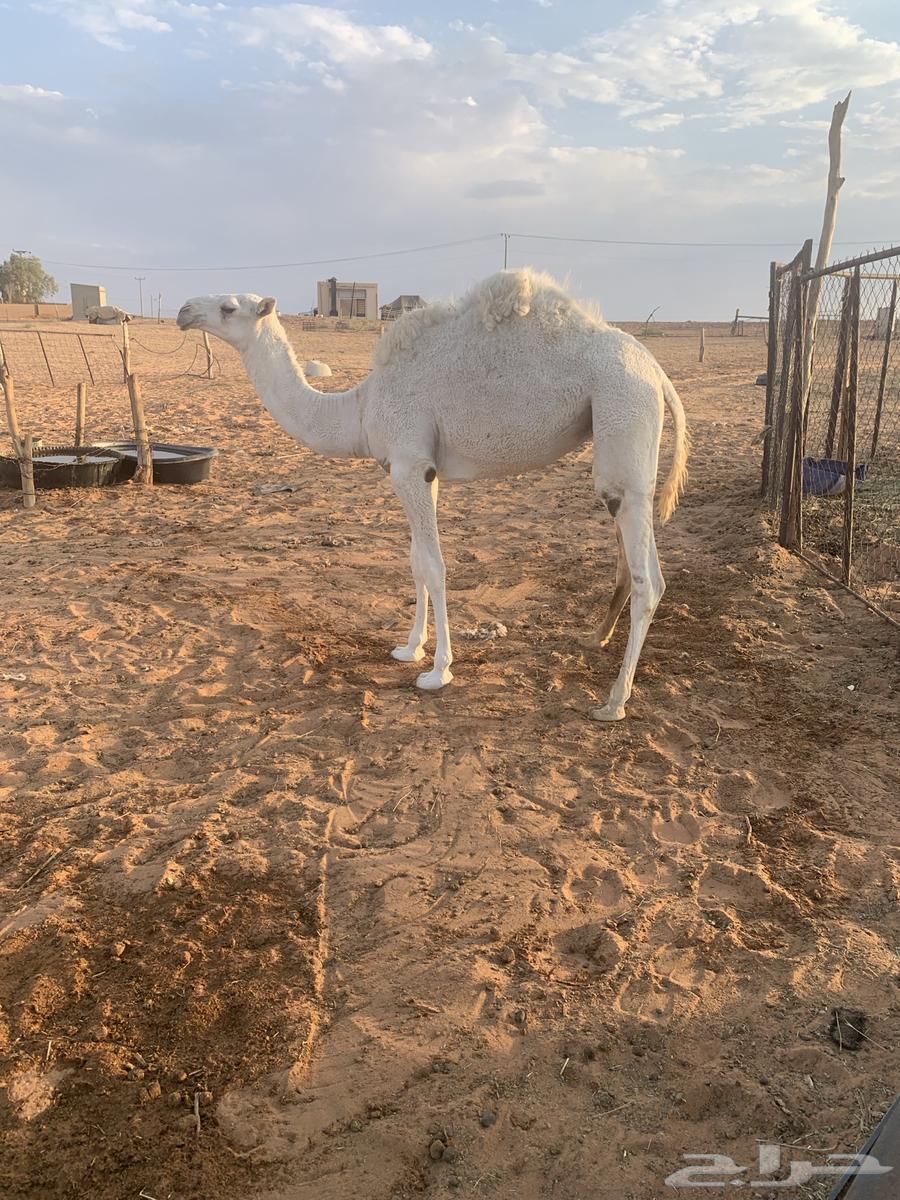 للبيع ناقه وبكار64556285516417113