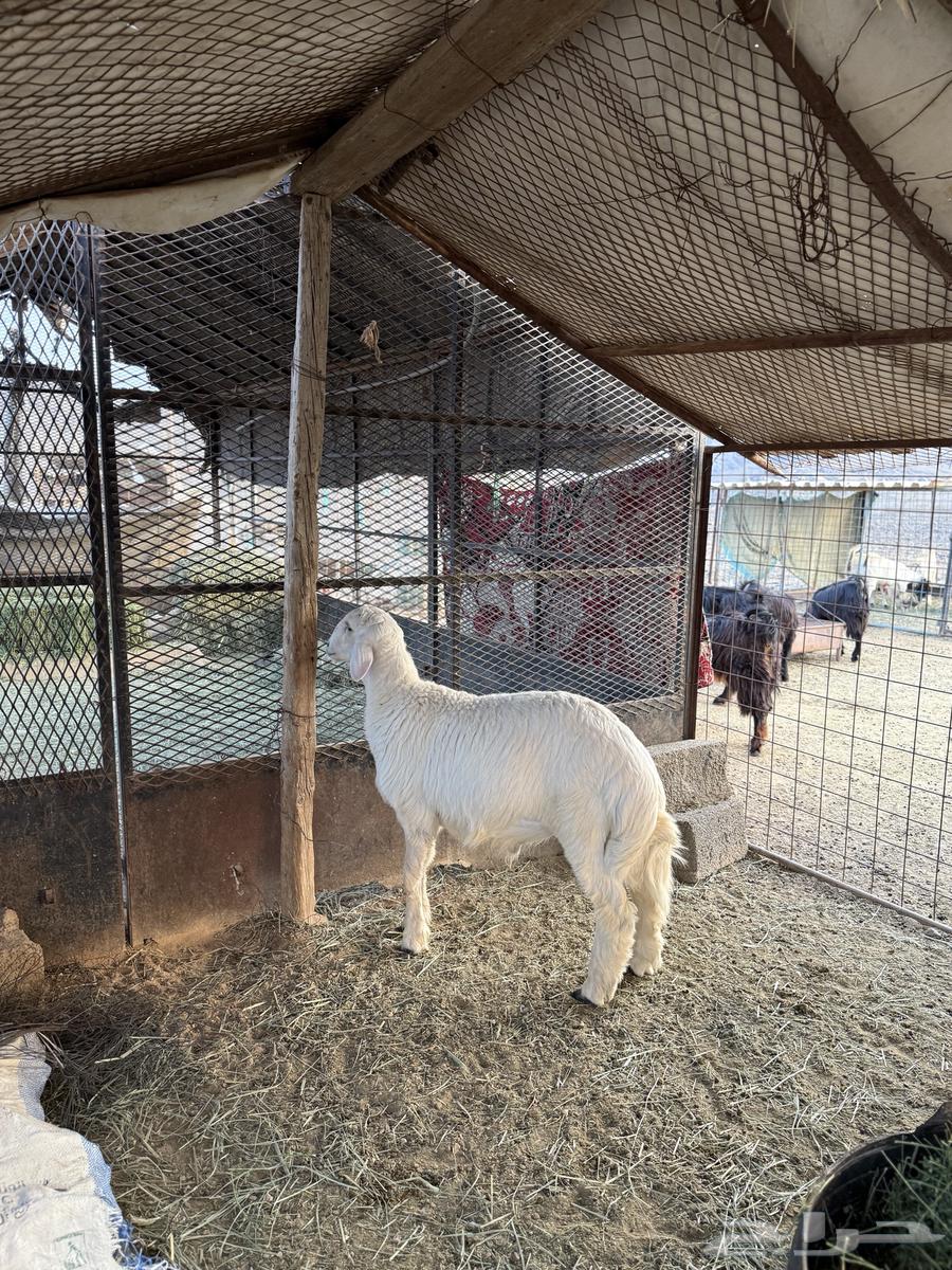 طليان ناهيه فل الفل64559168582914112