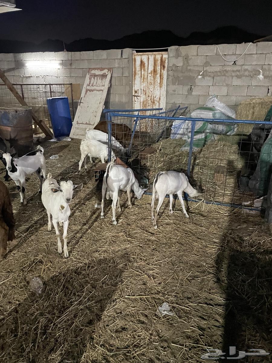 تيوس شبيه البيشي سمان64560642408449112