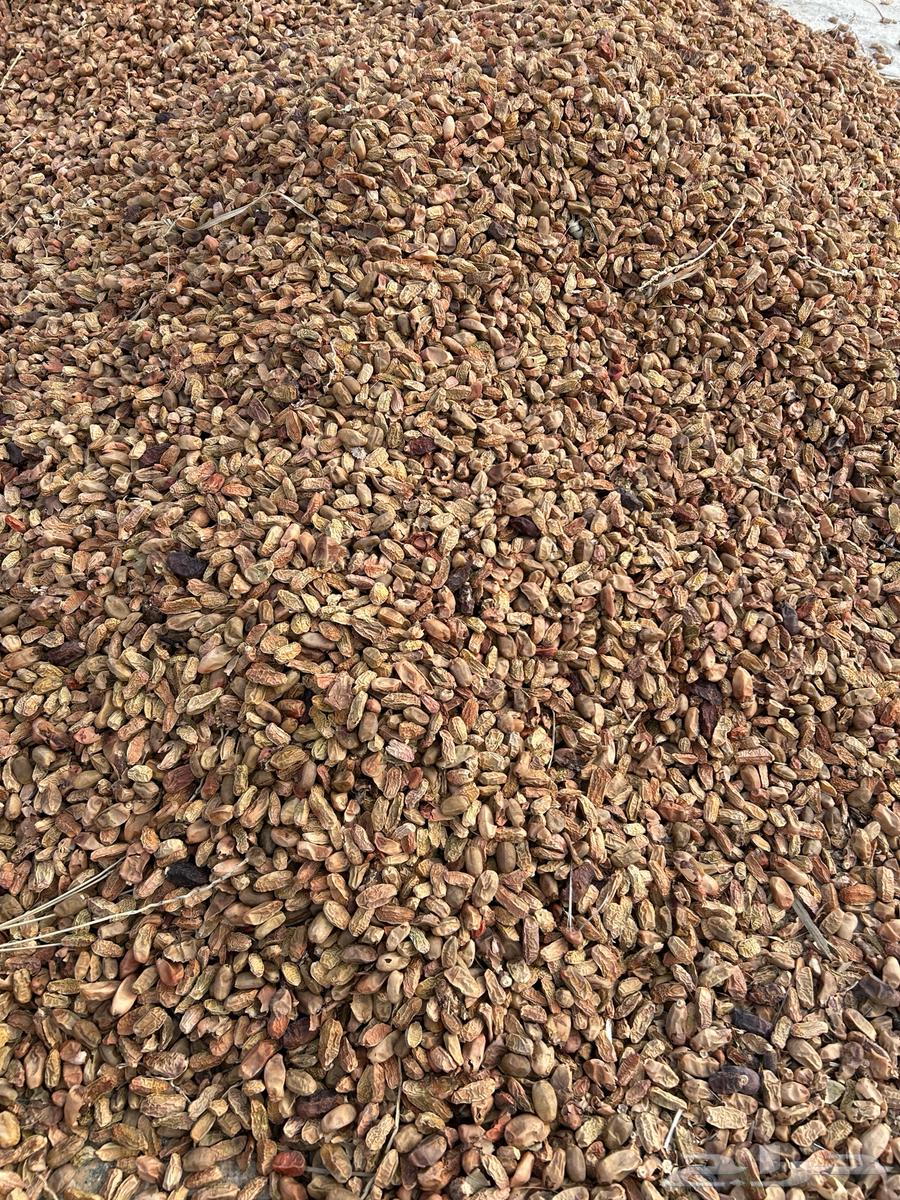 Dry fodder dates64555026467969111