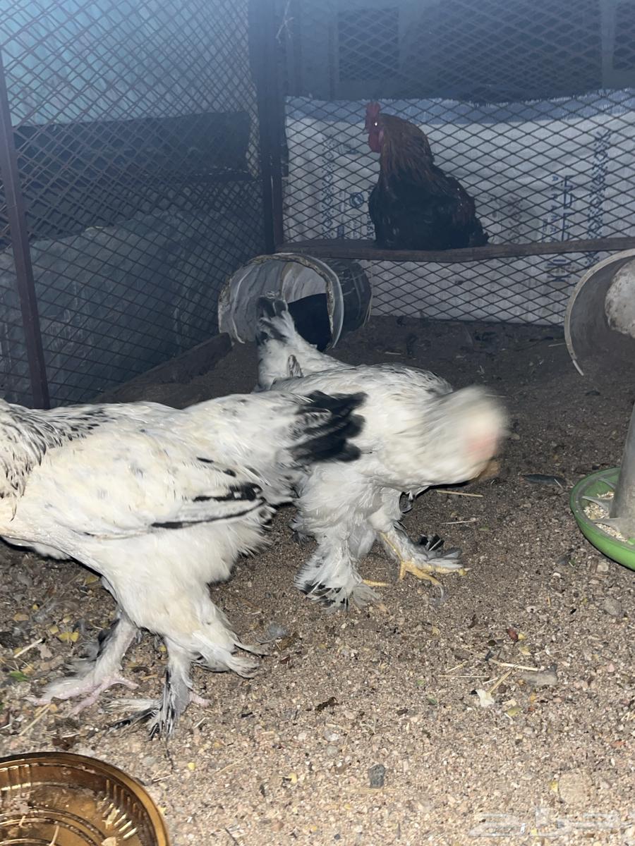 دجاج براهما64561221993859114