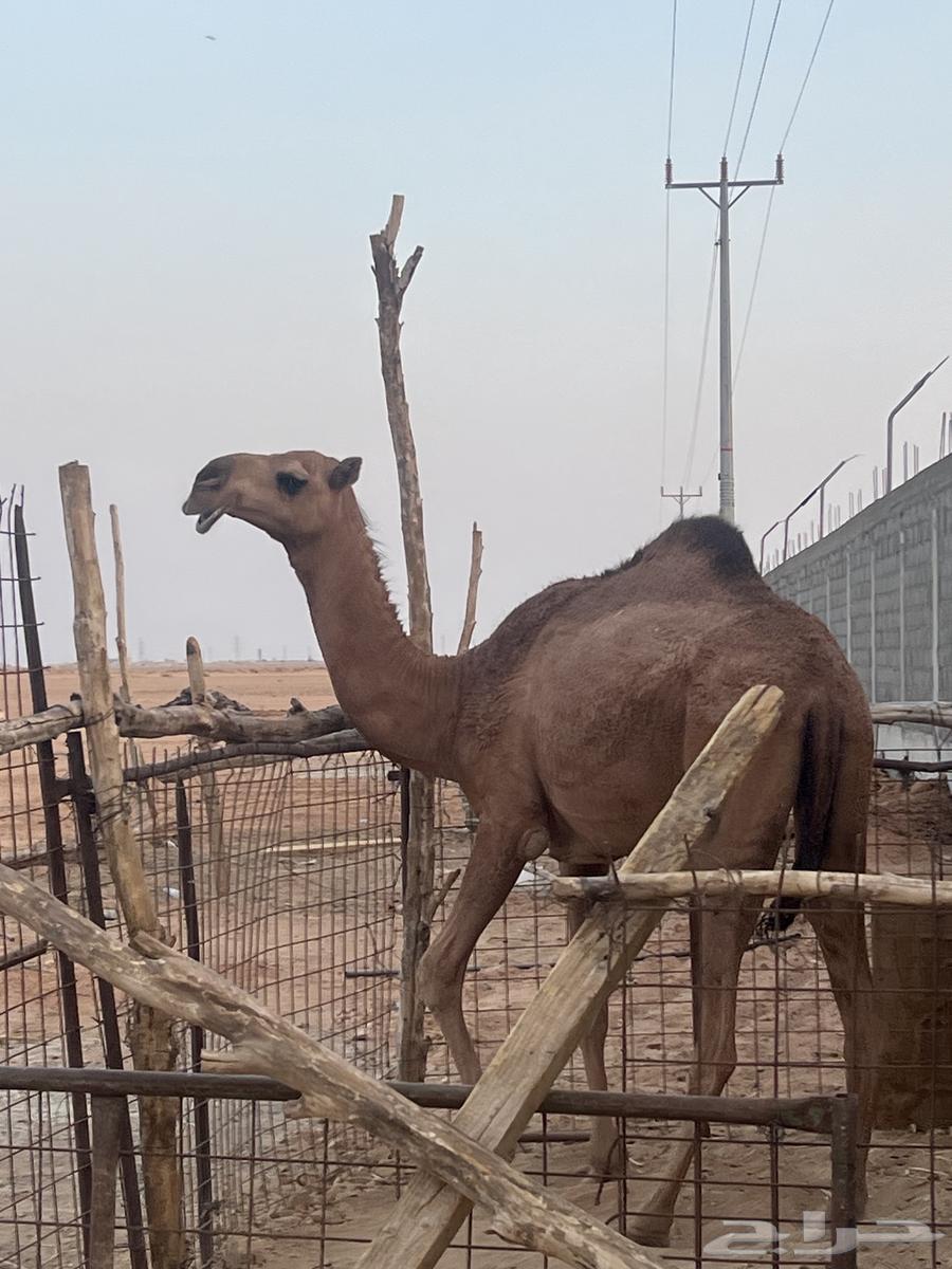 بكره حمراء باتليه64559168536322111