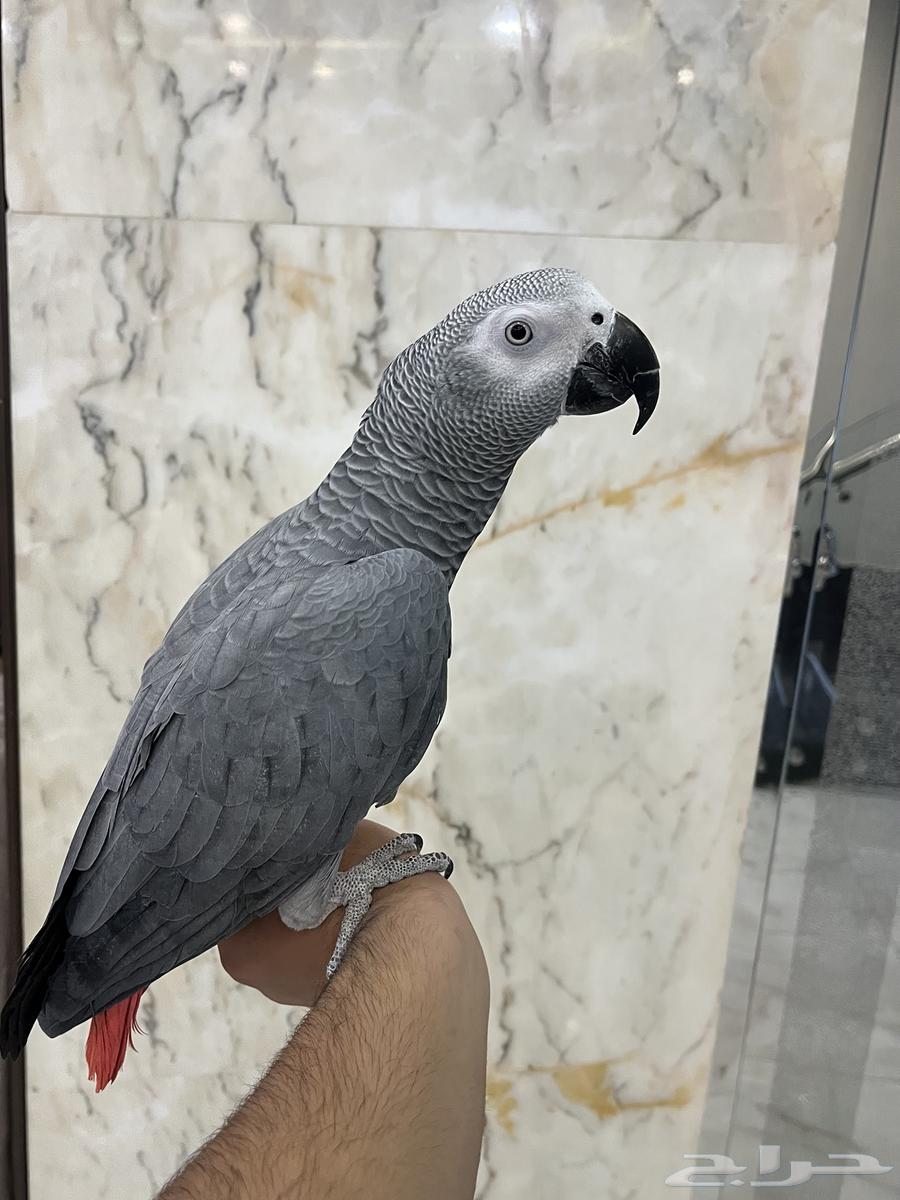 Talking and singing cage bird64558752793602111