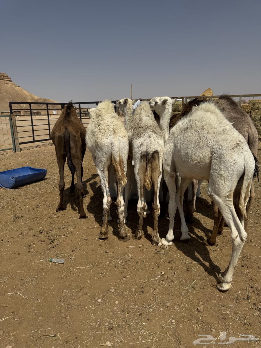 Stuff for sale, all sitting64562361808257110