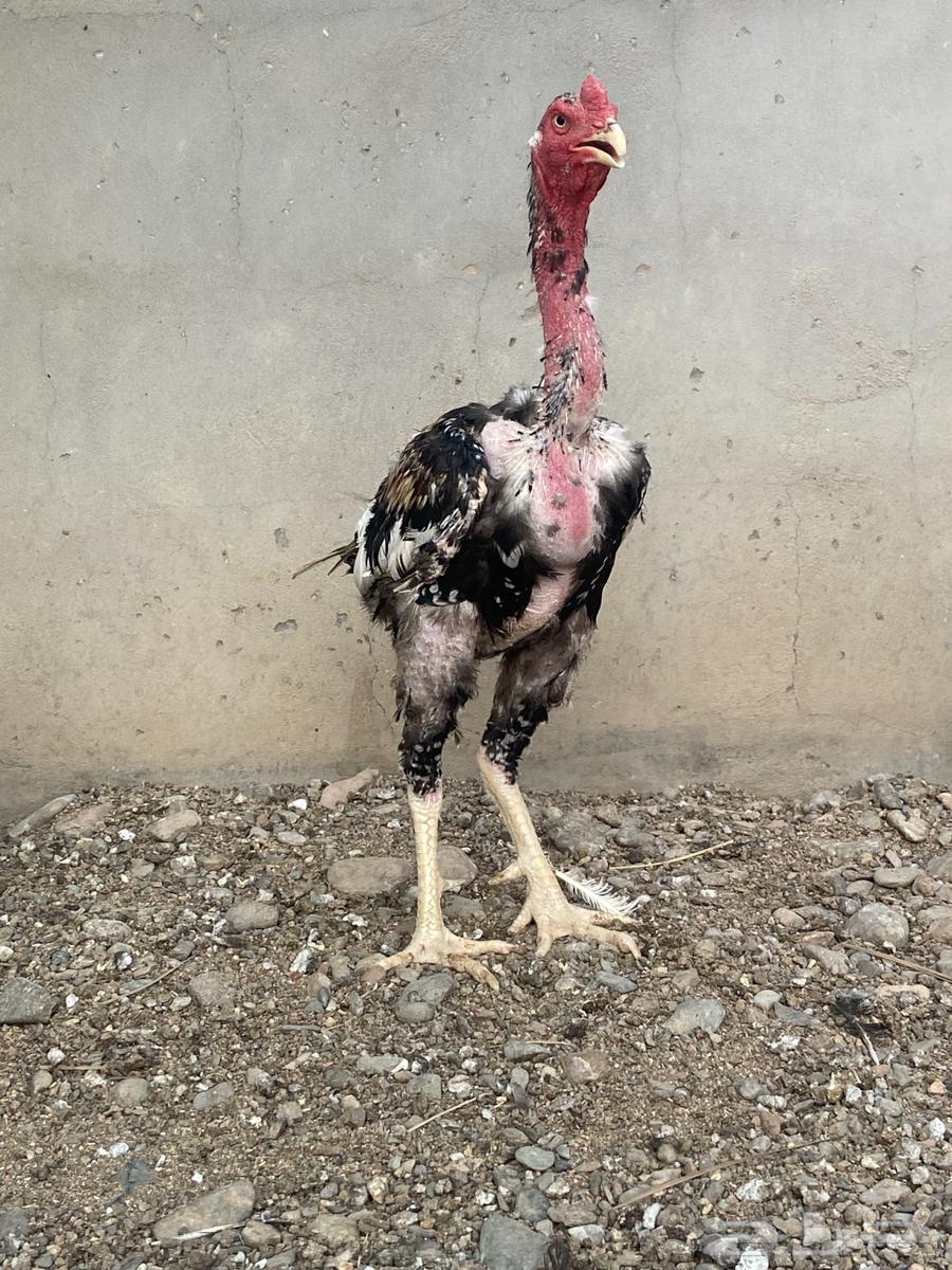 ديك باكستاني64559196326017114