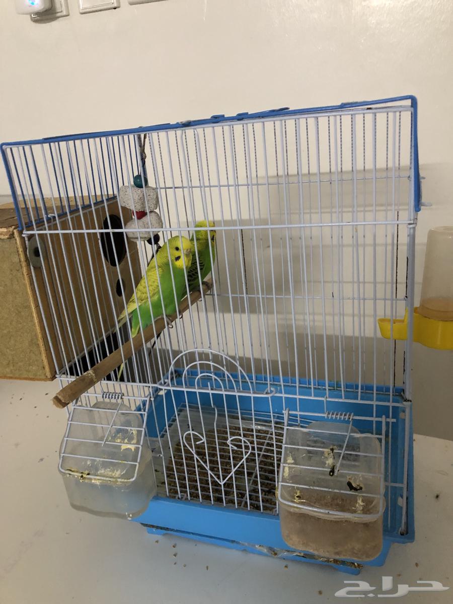 زوج بادجي64561502939778112