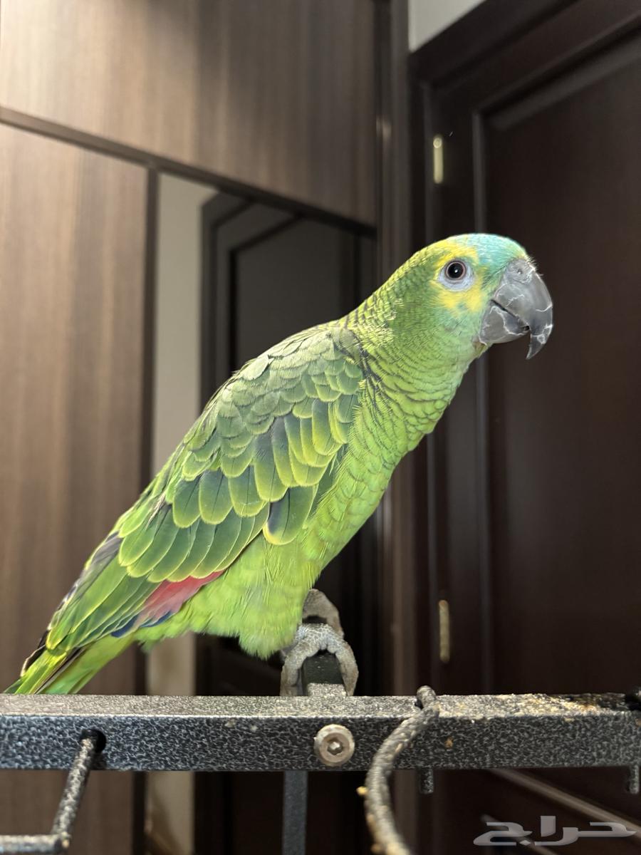 امازوني بلوفرنتد امزوني للبيع فرخ64562151818882112