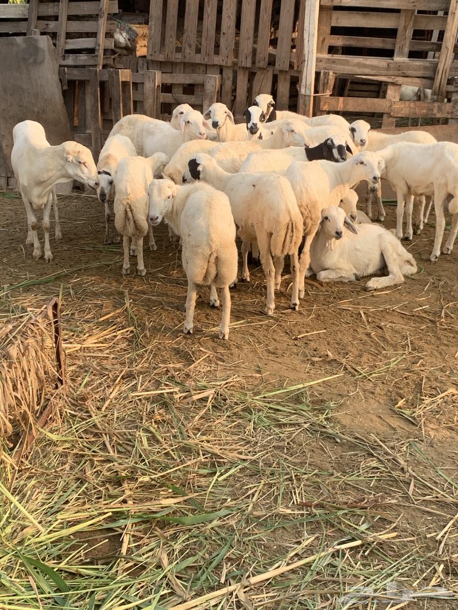 غنم للبيع ( تم البيع )64555124245379114