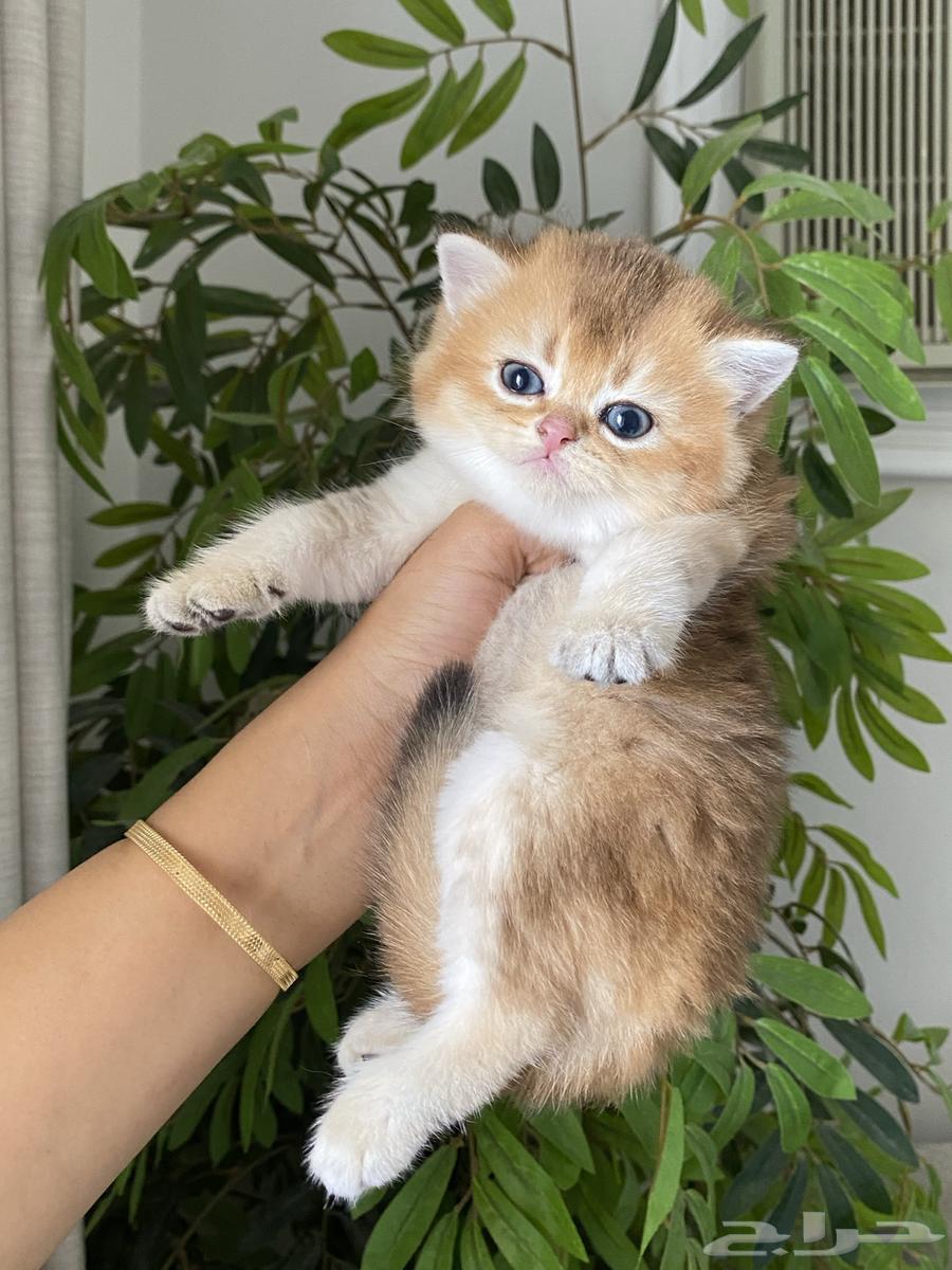 قطط للبيع سكوتش64557810225283111