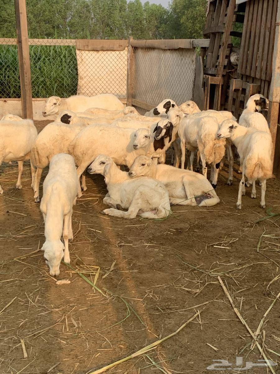 غنم للبيع ( تم البيع )64555124245379111
